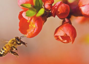 Hayatımızın Devamlılığı İçin Arıların Önemi
